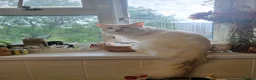 Ragdoll cats for sale: Flame point Ragdoll boy - Advert 6