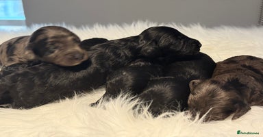 Cockapoo dogs - Advert 5