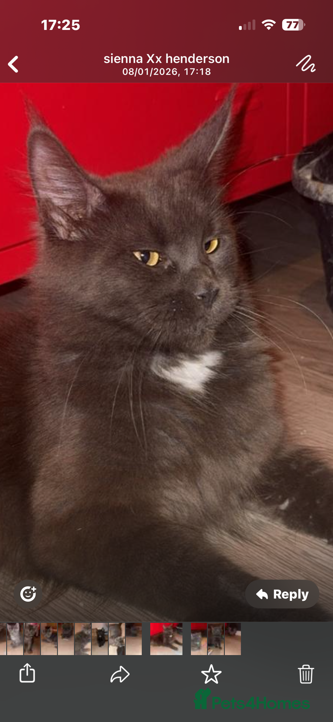 Mixed Breed cats for sale: Mainecoon cross - Advert 11