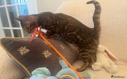 Bengal cats for sale: OUTSTANDING TICA reg BENGAL KITTENS - Advert 21