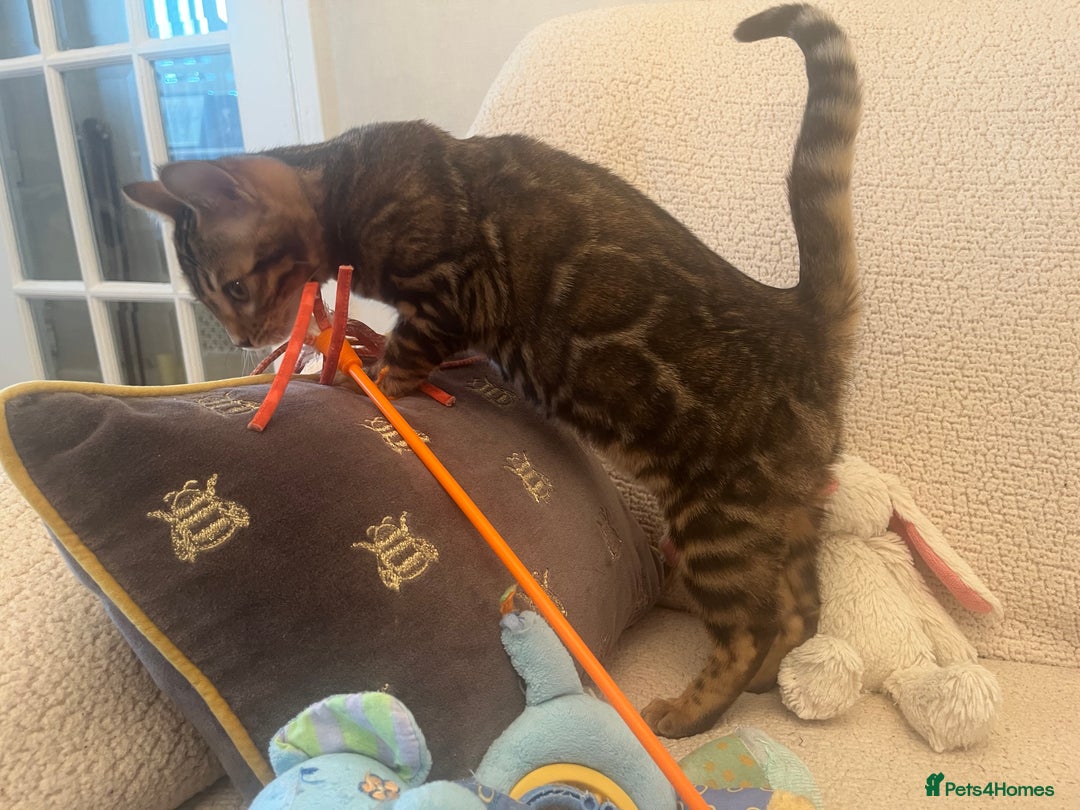 Bengal cats for sale: OUTSTANDING TICA reg BENGAL KITTENS - Advert 21