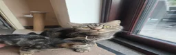 Mixed Breed cats for sale: Tabby cross persian kittens for sale  - Advert 17