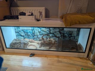 Python Snake reptiles Reptiles for sale - Advert 5