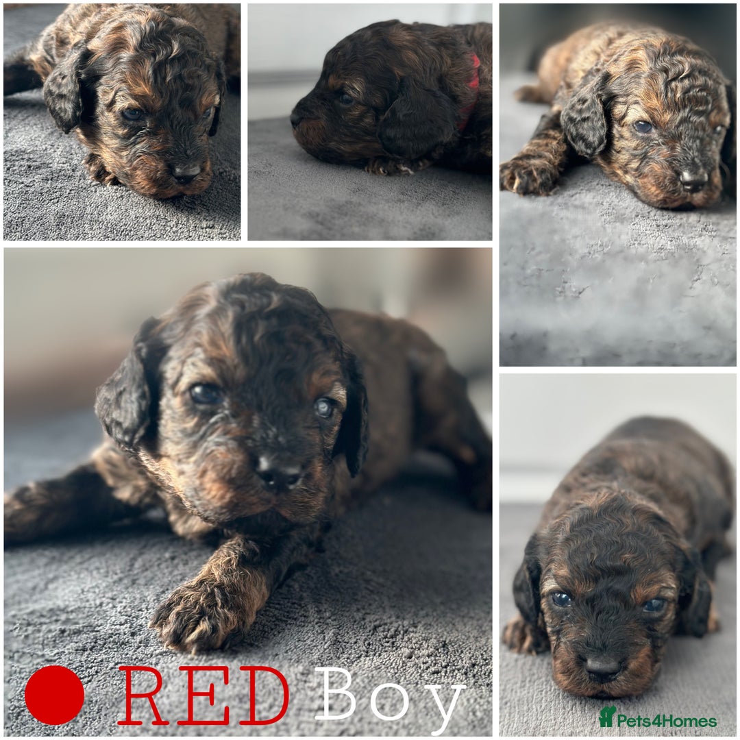 Mixed Breed dogs for sale: Cavapoo x Cockapoo puppies  - Advert 6