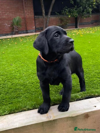 Labrador Retriever dogs - Advert 6