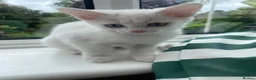 Mixed Breed cats for sale: 3 gorgeous white kittens 12 weeks old - Advert 6