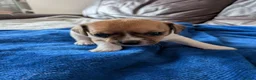 Jack Chi dogs for sale: 7 Jack Chi Puppies - Advert 17