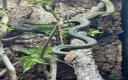 Dragon reptiles for sale: Paradise Flying Snake -  Chrysopelea paradisi in Bournemouth - Image 1