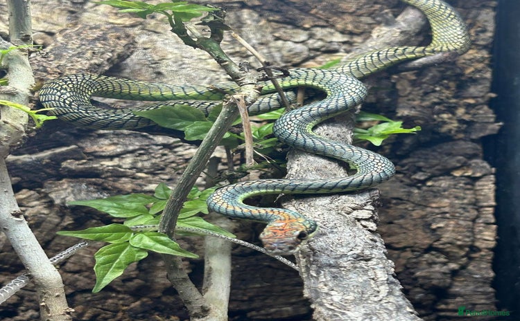 Dragon reptiles in Bournemouth - Advert 1