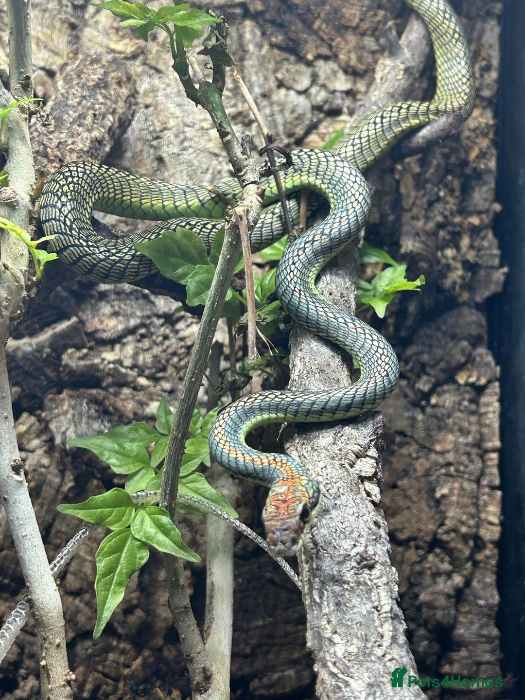 Dragon reptiles for sale: Paradise Flying Snake -  Chrysopelea paradisi in Bournemouth - Image 1