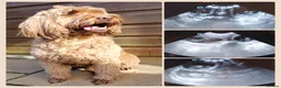 Mixed Breed dogs for sale: Stunning Australian Labradoodle Puppies  - Advert 15