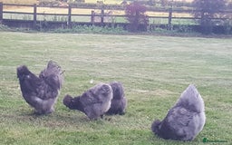 Chickens poultry for sale: Blue Bearded Silkie Hatching eggs with *Guarantee* - Image 2