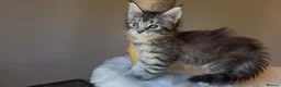 Maine Coon cats for sale: Now 2 TICA Registered Mainecoon kittens  - Advert 18
