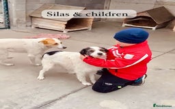 Mixed Breed dogs for adoption: Silas. 4 yrs approx. Available for adoption. in Brixham - Image 16