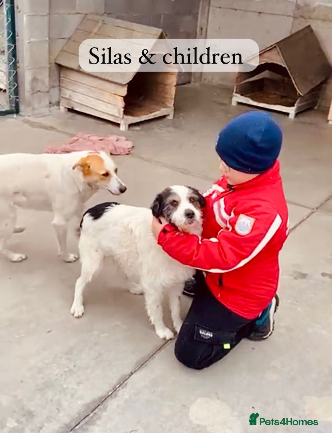 Mixed Breed dogs for adoption: Silas. 4 yrs approx. Available for adoption. in Brixham - Image 16