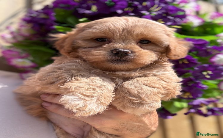 Shihpoo dogs - Advert 2