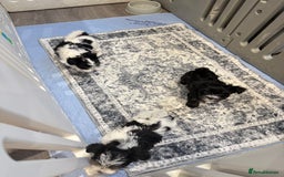 Biewer Terrier dogs for sale: Yorkshire terrier biewer  - Image 3