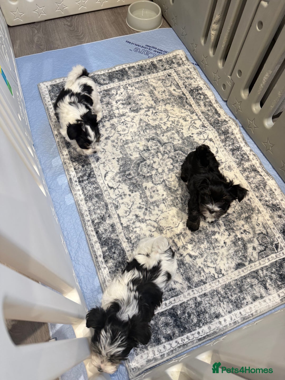 Biewer Terrier dogs for sale: Yorkshire terrier biewer  - Image 3