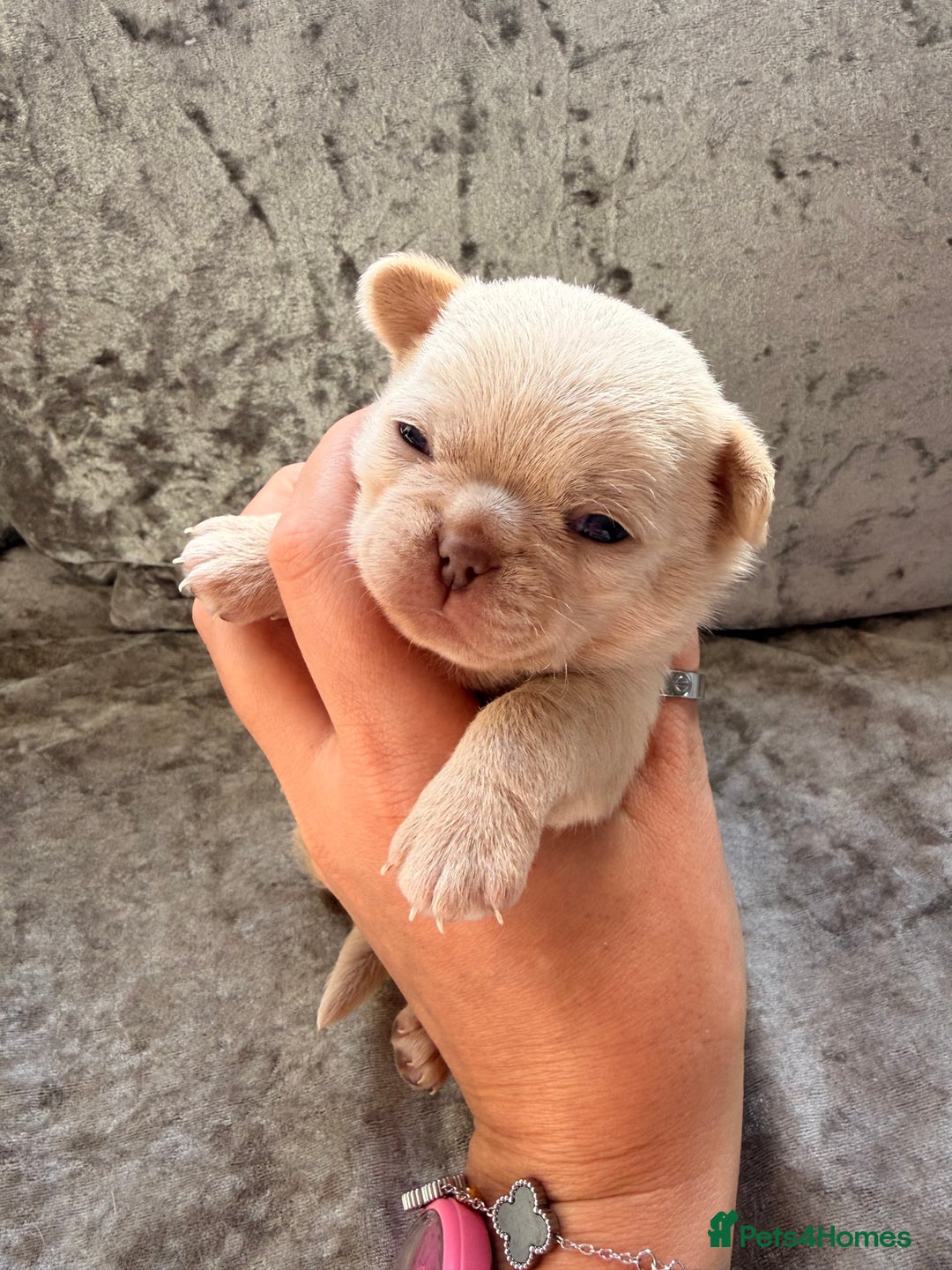 Chihuahua dogs for sale: 💖 Esquire litter of chihuahua puppies 💖 - Advert 9