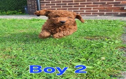Cockapoo dogs for sale: READY NOW: 2x F1b curly red cockapoo boys - Image 3