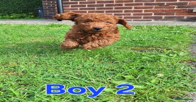 Cockapoo dogs - Advert 10