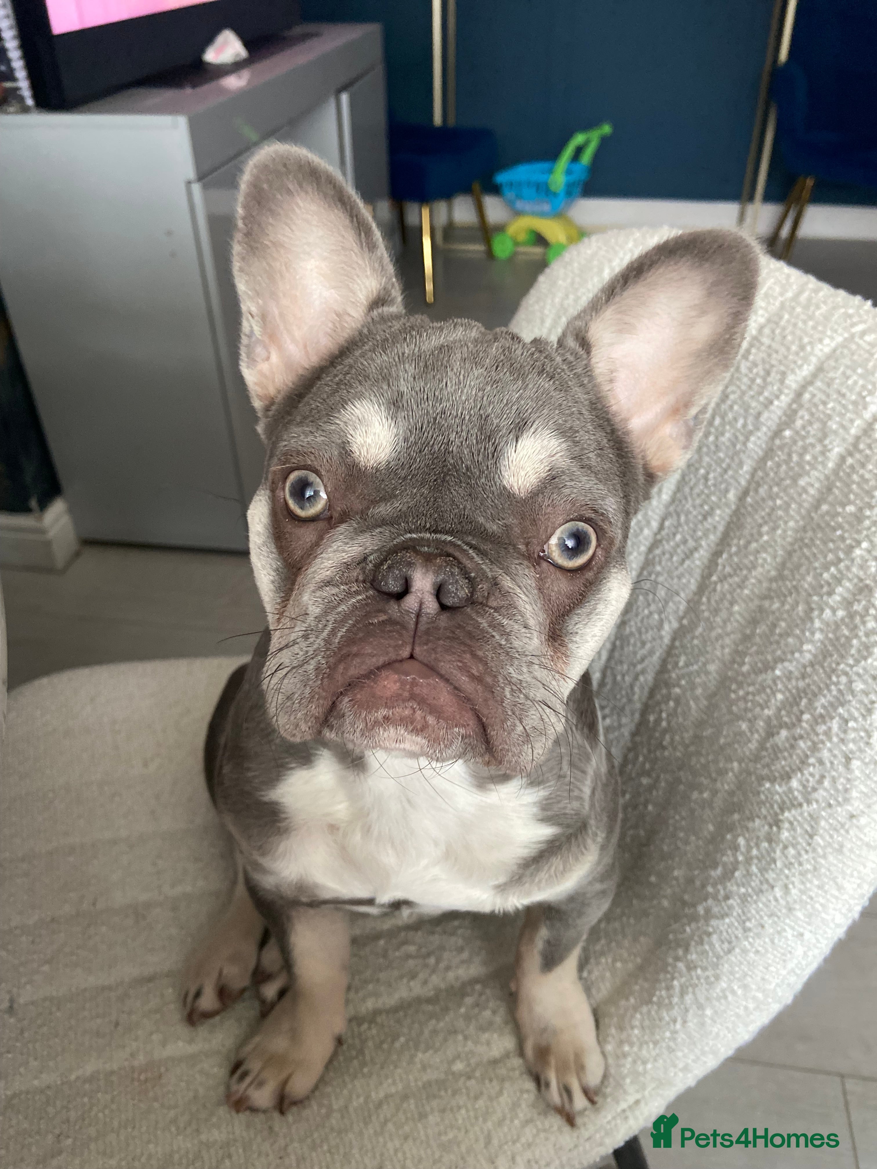 French Bulldog dogs Female 9 month old French bulldog  - Advert 13