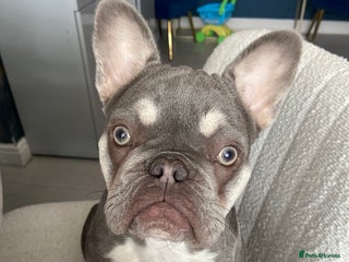 French Bulldog dogs Female 9 month old French bulldog - Advert 1