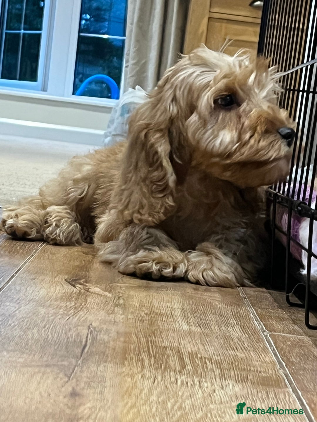 Cockapoo dogs for sale: Healthy Cockapoos boys fully vaccinated  - Image 13