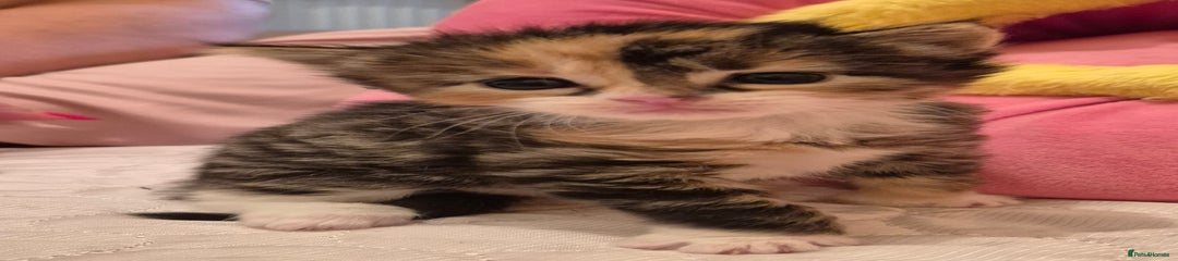 Mixed Breed Kitten 4