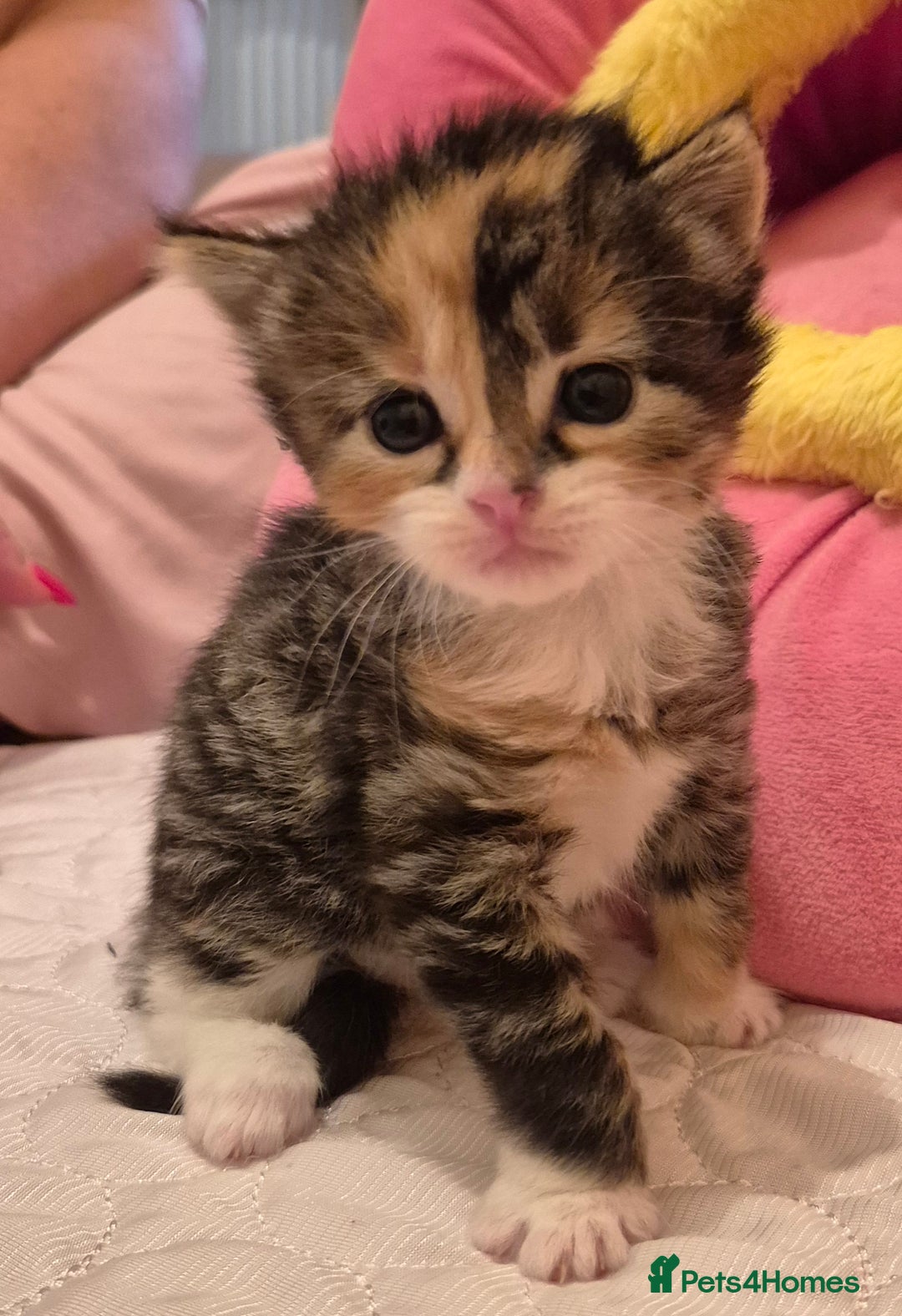Mixed Breed cats for sale: ** ready to leave now 9 wks , 2 beautiful girls ** - Image 16