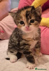 Mixed Breed Kitten 4