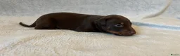 Dobermann dogs for sale: European American mix - Advert 3