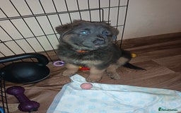 German Shepherd dogs for sale: German Shepherd puppies - Image 22