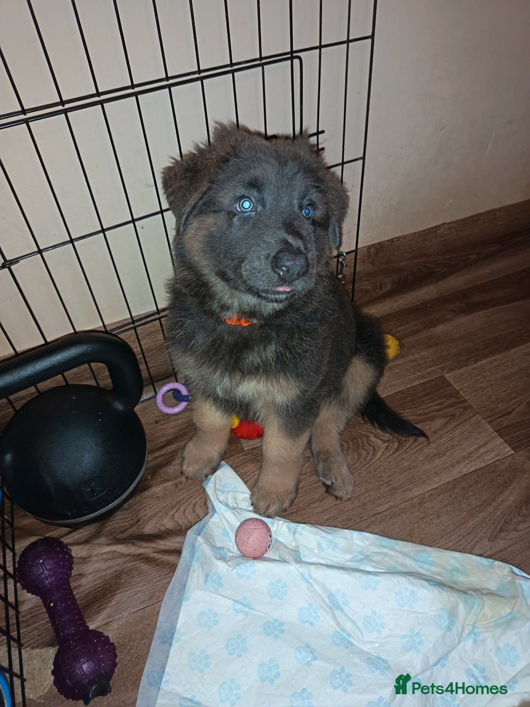 German Shepherd dogs for sale: German Shepherd puppies - Image 22