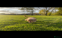 Cockapoo dogs for sale: Last boy for sale - Image 6
