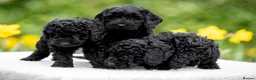 Australian Labradoodle dogs for sale: Two Australian Labradoodle puppies - Advert 6