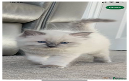 Ragdoll cats for sale: Pure Bluepoint Ragdoll kittens - Image 12