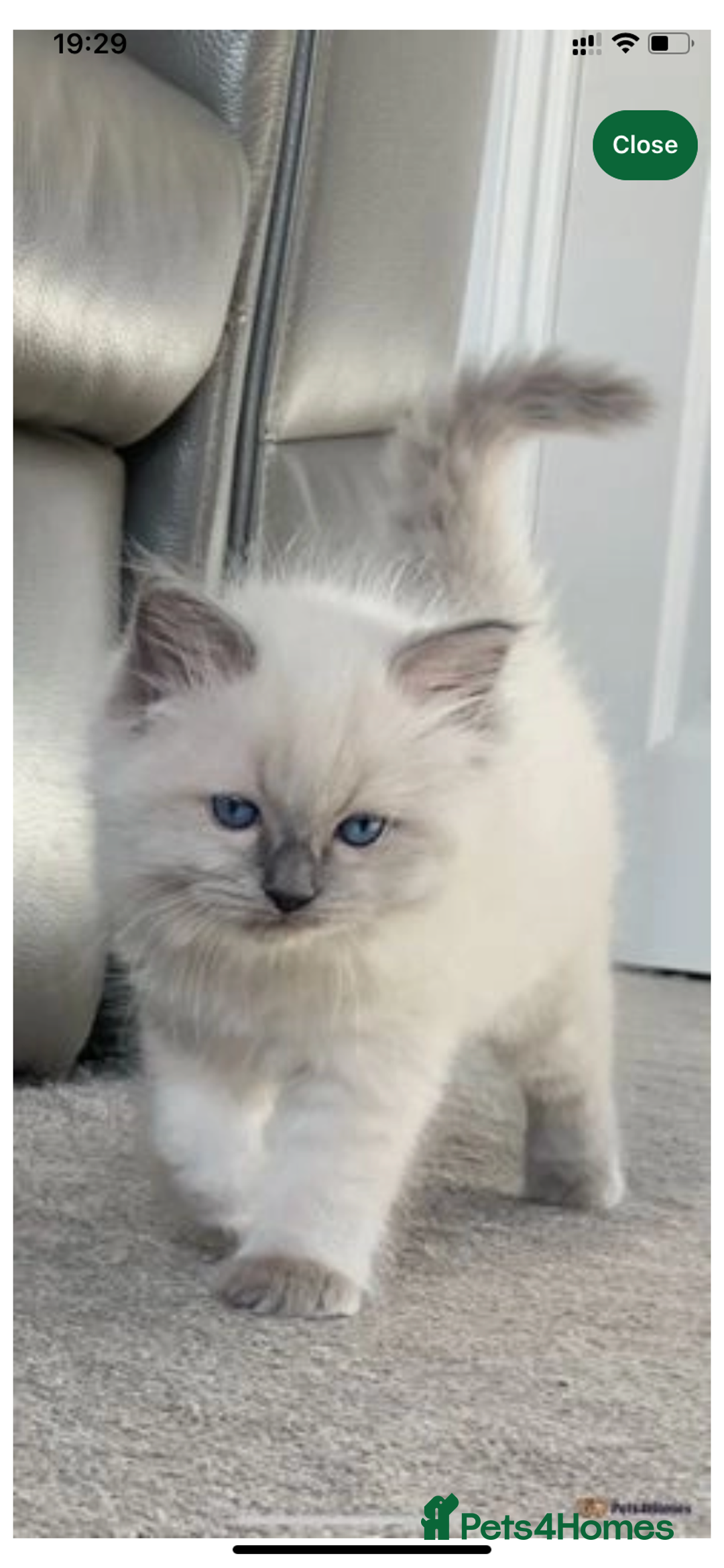 Ragdoll cats for sale: Pure Bluepoint Ragdoll kittens - Image 12