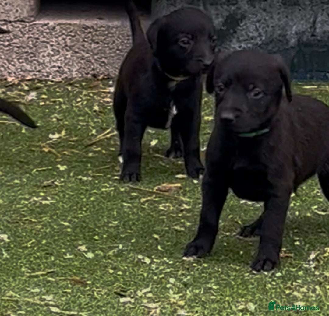 Mixed Breed dogs for sale: F1 Beddy whippets  - Advert 6