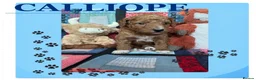 Australian Labradoodle dogs for sale: Australian Labradoodle puppies - Advert 30