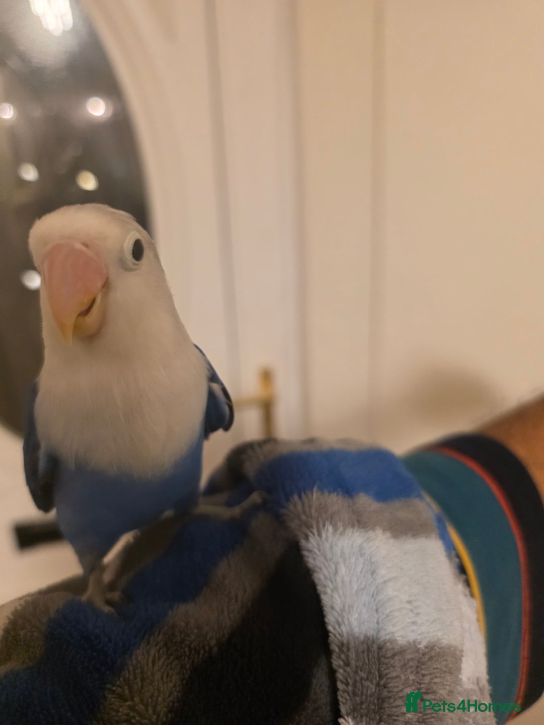 Lovebirds birds for sale: Fischer Love bird to sell  - Advert 4