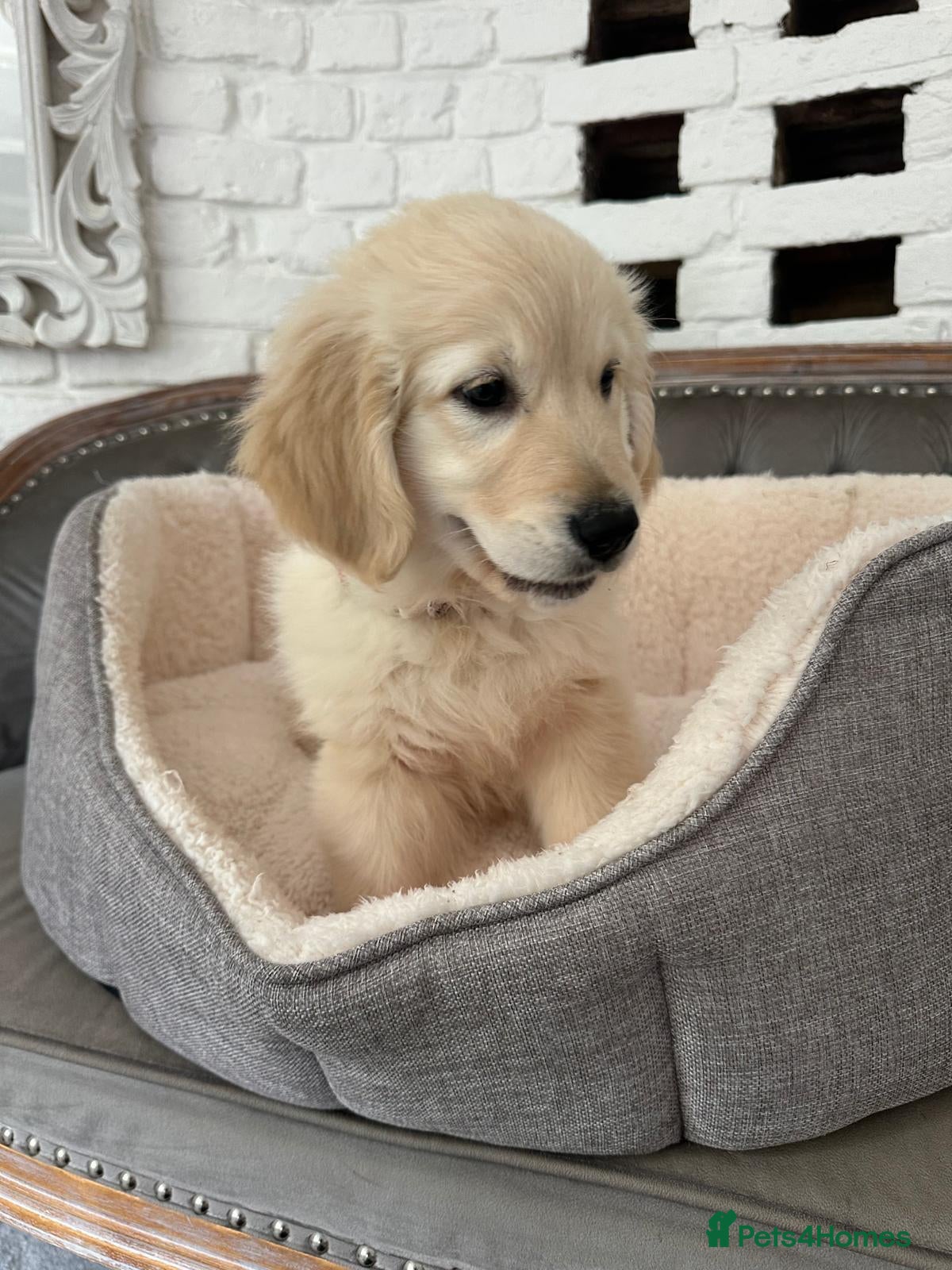 Golden Retriever dogs Golden retriever puppies - Advert 2
