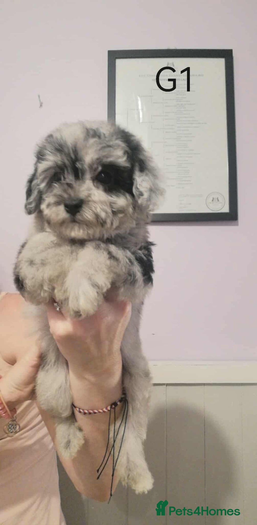 Maltipoo dogs for sale: Only ONE. Little girl now available  💗💖 - Image 11