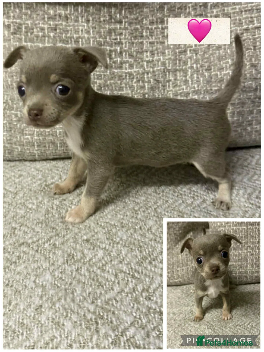 Chihuahua dogs for sale: Three beautiful chihuahua girl puppies  - Advert 5