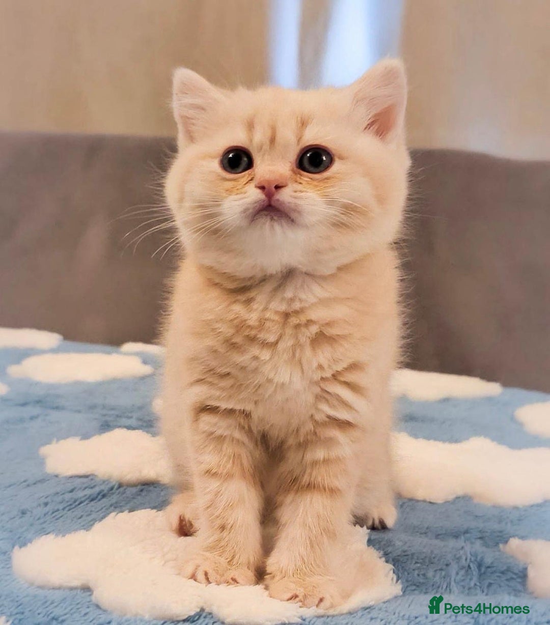 Scottish Fold cats for sale: Rare cream colour - Image 3