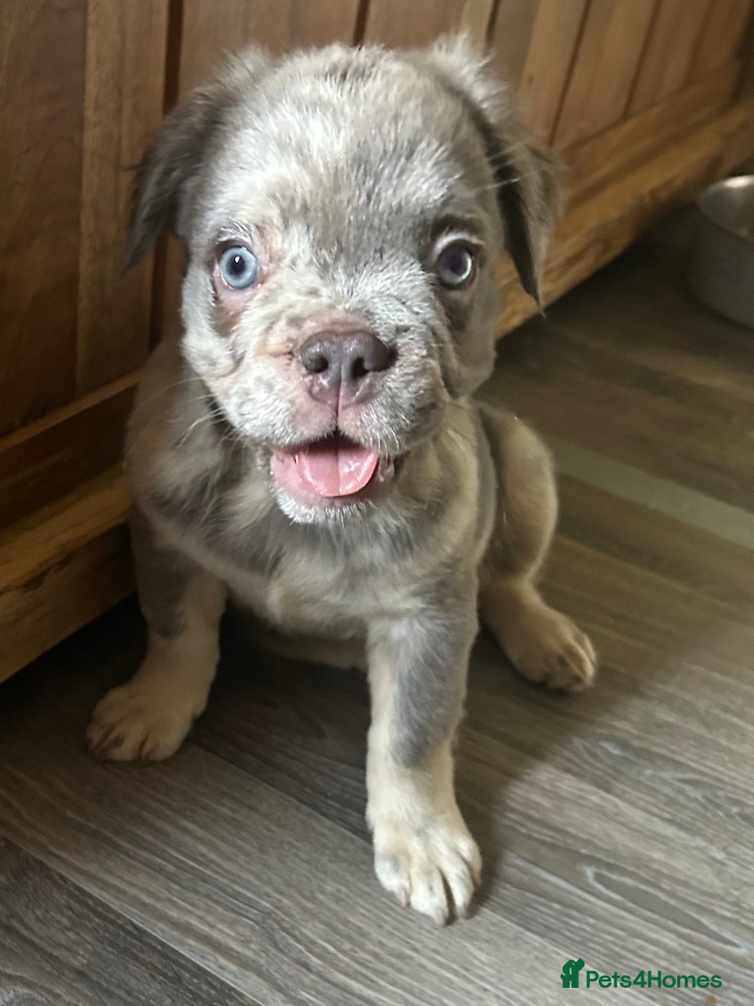 French Bulldog dogs for sale: Fluffy Frenchie - male (Yoda) - Reduced🔥🐾Ready Now🔥🐾Fluffy French bulldogs🔥🐾 - Image 4