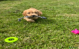 Cockapoo dogs for sale: Fantastic cockerpoos ready for new homes - Image 12