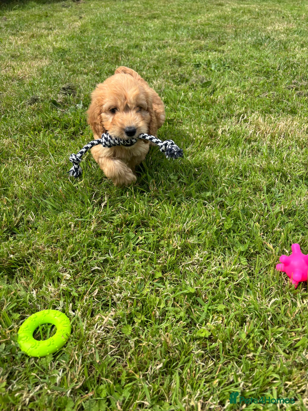 Cockapoo dogs for sale: Fantastic cockerpoos ready for new homes - Image 12