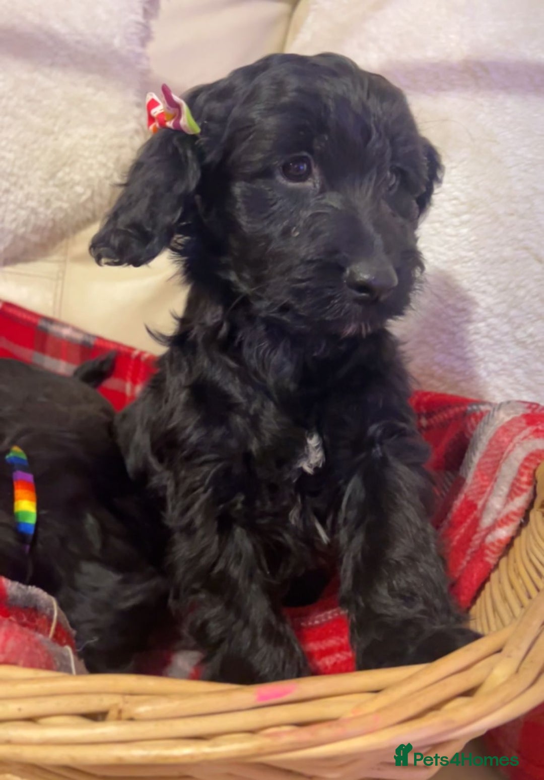 Cockapoo dogs for sale: F1 Cockapoo pups for sale - Advert 6