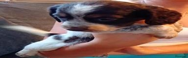 Cocker Spaniel 4
